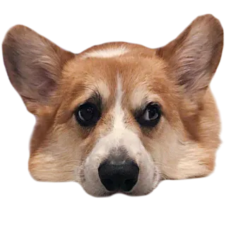 😒 corgi, perro, animal, mascota, lindo whatsapp sticker