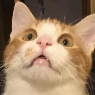 😳 猫, ペット, 動物, 哺乳類, オレンジ, 白, 飼い猫, 子猫 telegram sticker