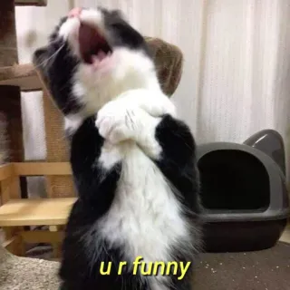 💛 ur funny gato, engraçado, meme, animal, animal de estimação, humor, fofo telegram sticker