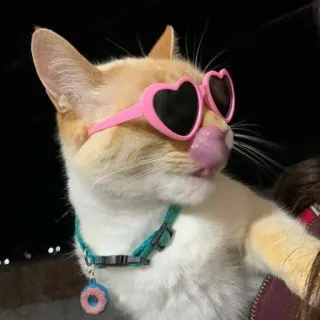 😎 고양이, 선글라스, 하트, 동물, 분홍색, 귀여운 telegram sticker