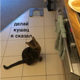 😎 делай кушац я сказал แมว, ห้องครัว, อาหาร, แพนเค้ก, สัตว์เลี้ยง, สัตว์, ตลก telegram sticker