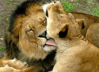 👅 лев, львица, нежность, животные, любовь, целующиеся telegram sticker
