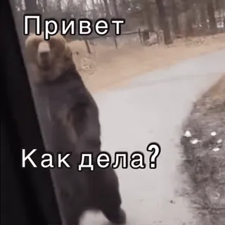 ✋ Привет
Как дела? медведь, русский, привет, как дела telegram sticker
