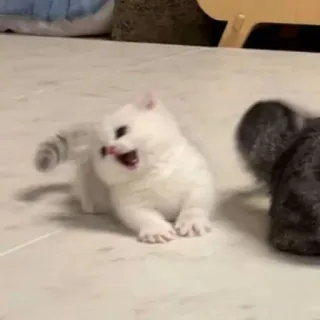😩 Katze, Kätzchen, Tier, niedlich, verspielt, aggressiv telegram sticker