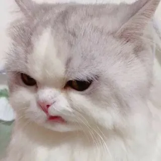😒 cat, cute, animal, pet, domestic cat, feline telegram sticker