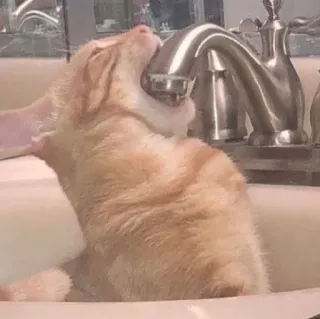 🍻 cat, faucet, sink, animal, pet, orange cat, tabby telegram sticker