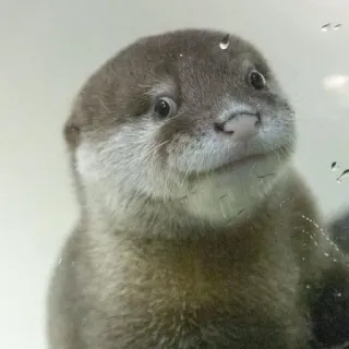 🦦 nutria, animal, lindo, mamífero, agua, fauna, peludo telegram sticker