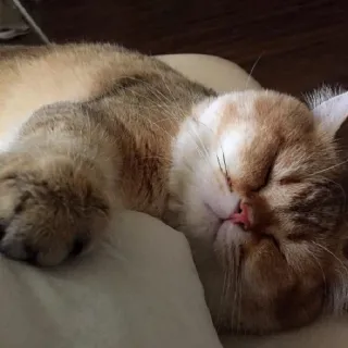 😴 แมว, นอนหลับ, สัตว์เลี้ยง, สัตว์, แมวบ้าน, สัตว์ตระกูลแมว telegram sticker