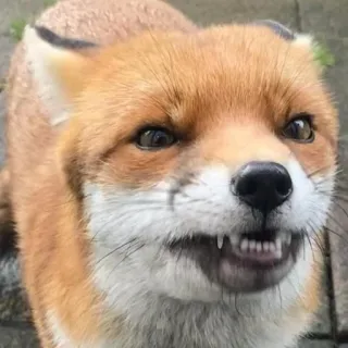 🦊 whatsapp sticker