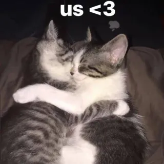 🤗 us <3 кошки, любовь, дружба, милые, животные, нежность telegram sticker