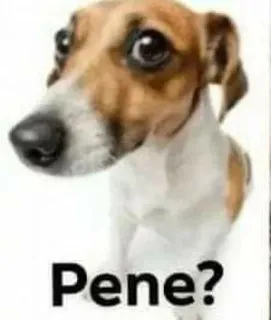 🤨 Pene? собака, домашнее животное, вопрос, животное telegram sticker