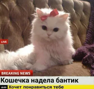 🎀 Кошечка надела бантик
Хочет понравиться тебе kot, kokarda, rosyjski, słodki, wiadomości whatsapp sticker