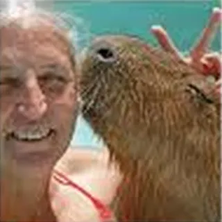 💋 Selfie, Capybara, Tier, Friedenszeichen, Freundschaft, Süß, Nagetier whatsapp sticker