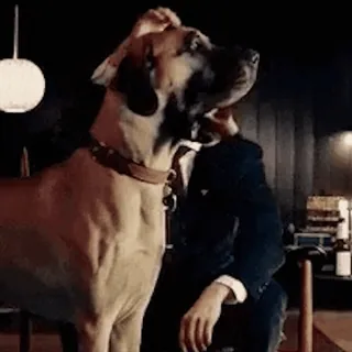🐕 pies, mężczyzna, garnitur, zwierzę domowe, zwierzę telegram sticker