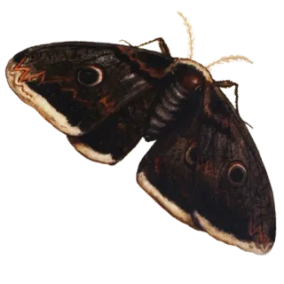 🪰 나방, 곤충, 자연, 동물, 날개 telegram sticker