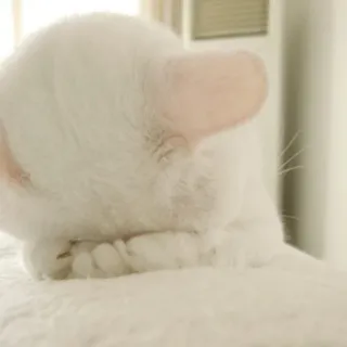 🙈 chat, chat blanc, animal de compagnie, animal, chat domestique, félin telegram sticker