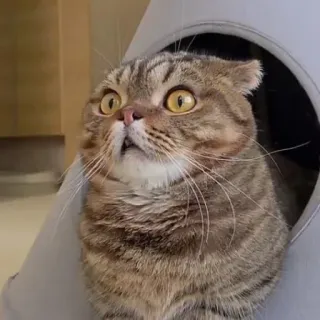 😾 猫, 動物, ペット, 家畜, かわいい, 面白い, びっくり telegram sticker