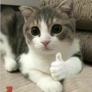 👍 Katze, Tier, Daumen hoch, süß, Kätzchen whatsapp sticker