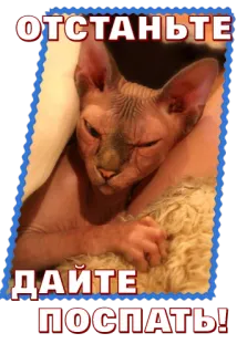 😉 ОТСТАНЬТЕ
ДАЙТЕ
ПОСПАТЬ! cat, sphynx, sleep, attitude, meme telegram sticker