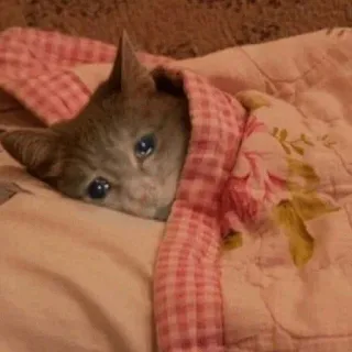 💧 Katze, traurig, Decke, Tier, süß, Haustier telegram sticker