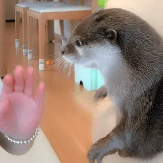 🤚 loutre, animal, mammifère, mignon, main, salutation telegram sticker