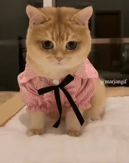 🐱 @marjangif chat, mignon, animal, animal de compagnie, chaton, t-shirt, vêtement whatsapp sticker