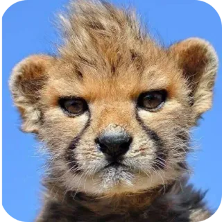 🐾 ลูกเสือชีตาห์, ชีตาห์น้อย, สัตว์, สัตว์ป่า, แมว, ลูก, ชีตาห์, สัตว์วัยเยาว์ telegram sticker