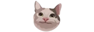 💧 cat, animal, meme, cute whatsapp sticker