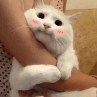 🥰 gato, lindo, animal, mascota, gato blanco, sonrojo, animal doméstico, esponjoso whatsapp sticker