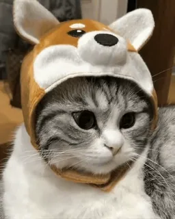 🐈 แมว, สัตว์, สัตว์เลี้ยง, หมวก, น่ารัก, ตลก, หมวกชิบะอินุ telegram sticker