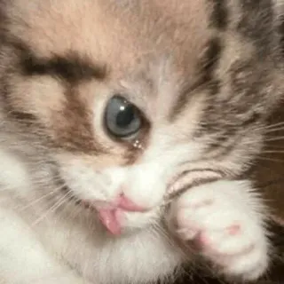 🎥 anak kucing, kucing, hewan, lucu, peliharaan, felin telegram sticker