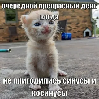 😍 очередной прекрасный день когда
не пригодились синусы и косинусы gato, gatito, meme, divertido, ruso, texto, matemáticas telegram sticker