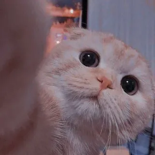 ❤️ cat, cute, animal, pet, domestic, scottish fold telegram sticker