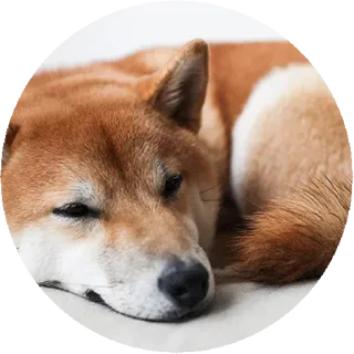 💤 犬, 柴犬, 睡眠, 動物, ペット, 家畜 telegram sticker