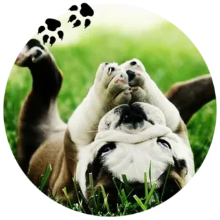 🐶 собака, бульдог, животное, питомец, трава, милый, счастливый telegram sticker