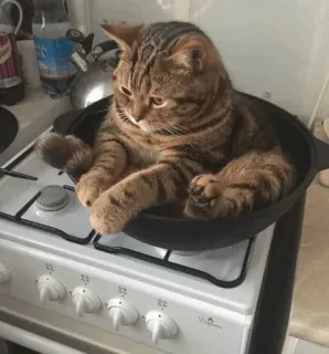 🐈‍⬛️ cat, funny, kitchen, animal, pet, domestic animal telegram sticker