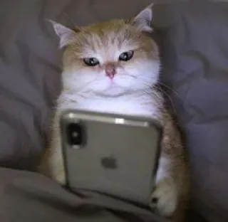 😑 gatto, telefono, animale, gattino, smartphone, carino telegram sticker