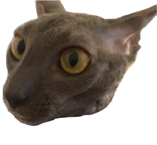 😧 cat, animal, pet, gray cat, domestic animal telegram sticker