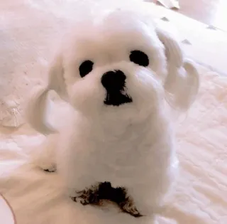 🥺 chó, chó con, chó trắng, dễ thương, thú cưng, động vật telegram sticker