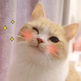🐾 gato, lindo, animal, mascota, kawaii, guiño, brillos telegram sticker