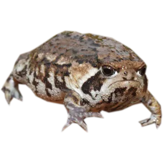zhabki telegram stickers