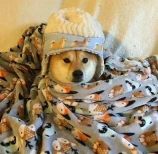 🥶 hond, shiba inu, hoed, deken, schattig, dier telegram sticker