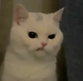 ‼️ Katze, weiß, wütend, lustig, Tier, Meme telegram sticker