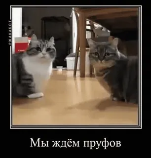 🤔 Мы ждём пруфов mèo, hài hước, meme, động vật, chứng minh, chờ đợi whatsapp sticker