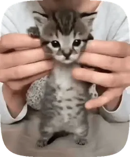 ☺️ chaton, chat, mignon, animal, animal de compagnie, animal domestique telegram sticker