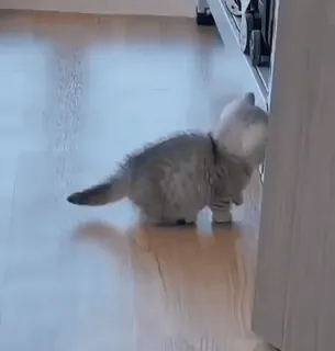 😋 котёнок, кошка, милый, питомец, животное, маленький, идущий, очаровательный whatsapp sticker
