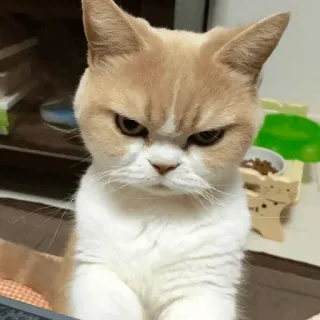 🐈 แมว, โกรธ, ขี้บ่น, สัตว์ตระกูลแมว, สัตว์เลี้ยง, สัตว์เลี้ยง telegram sticker