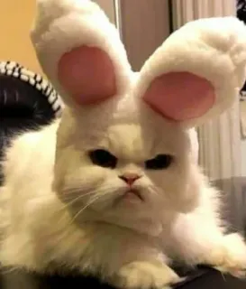 😡 gatto, coniglio, orecchie, arrabbiato, animale, animale domestico telegram sticker