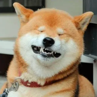 😛 shiba inu, dog, animal, pet, meme, funny telegram sticker