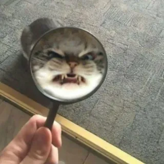 🐱 gato, lupa, bravo, engraçado, animal de estimação, zoom, felino telegram sticker